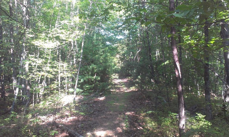 Mixed hardwood/pine forest area