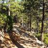 Heading east on Skyline Trail