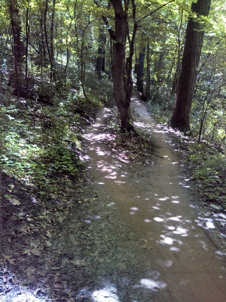 Trail splits around tree.