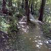 Trail splits around tree.