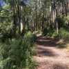 The beautiful Sherbrooke rain forest