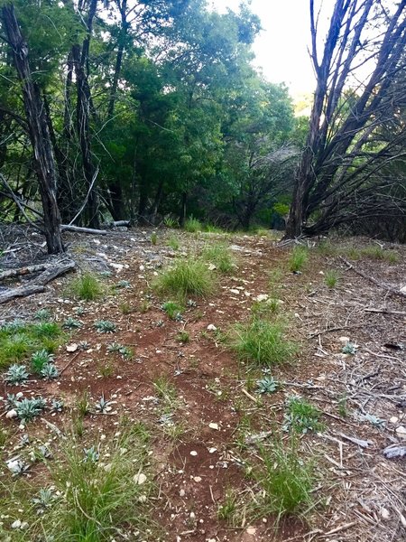 This is a typical path section on this trail.... there is some dead fall and 'needs work' sections...but mostly very easy to follow.