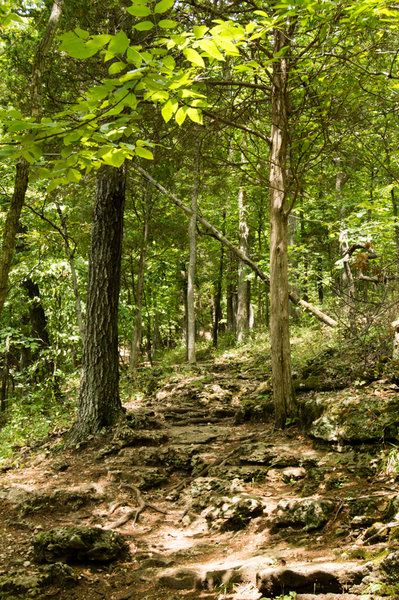 A rocky portion of the Lime Kiln Trail where the elevation changes.