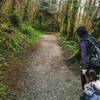 Prairie Creek Redwoods State Park, Fern Canyon Trail