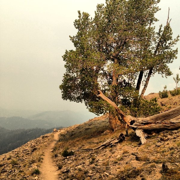 Amazing trail and even more amazing views on Osberg Ridge.