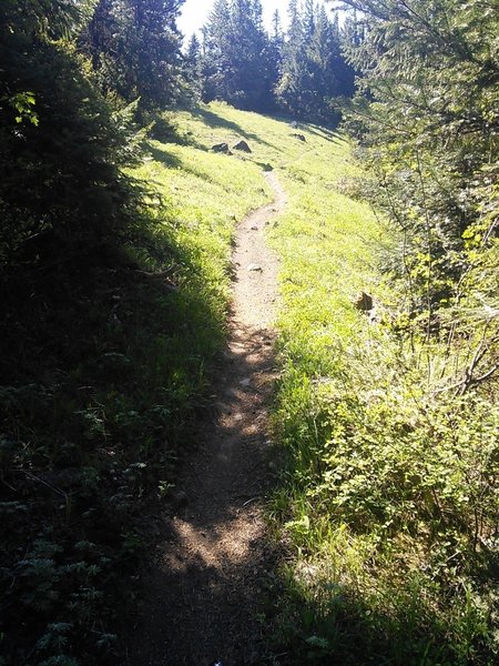 A short climb through a clearing on Surveyor's Ridge Trail.