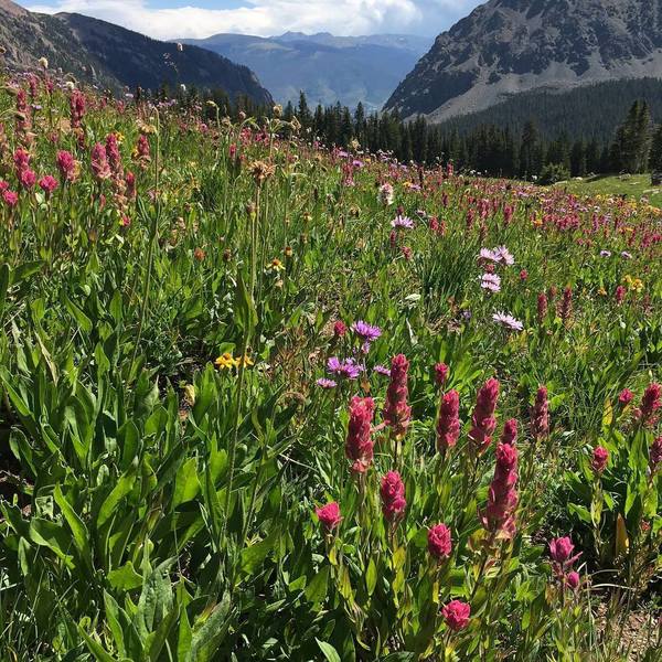 August wildflowers at Red Buffalo Pass.  Photo from Maria McEvoy with permission.