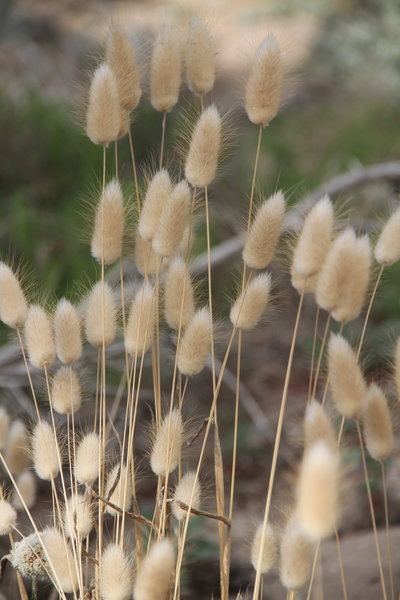 Wildflower in Lands End.