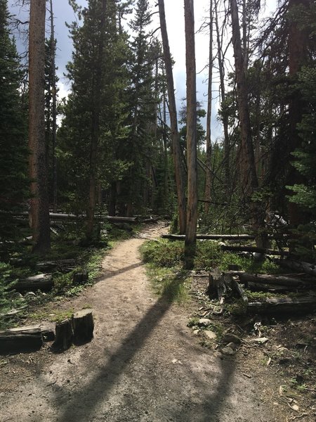 Bare forest in the high country