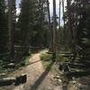 Bare forest in the high country