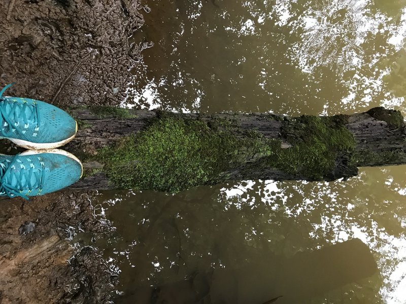 A lot of decaying trees in the water.