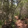 Trail through the scrub