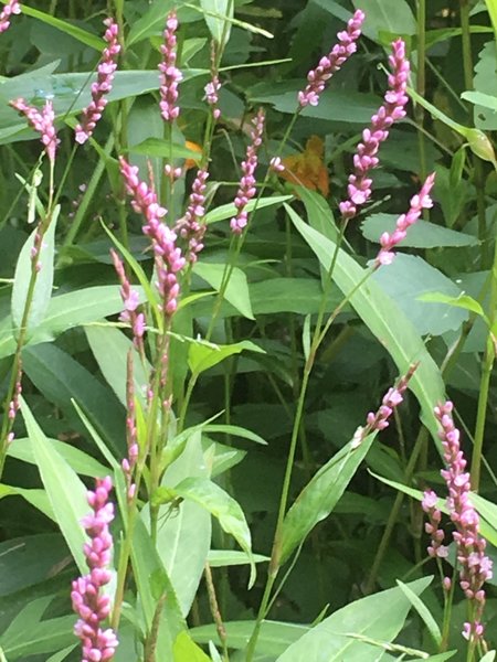 Lady' Thumbs blooming in mid August