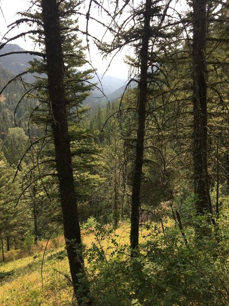 Spruce forest on a sunny day.