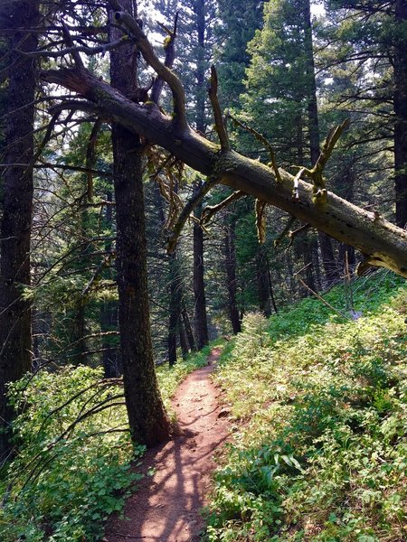 As you get closer to the top, the trees get larger and older.