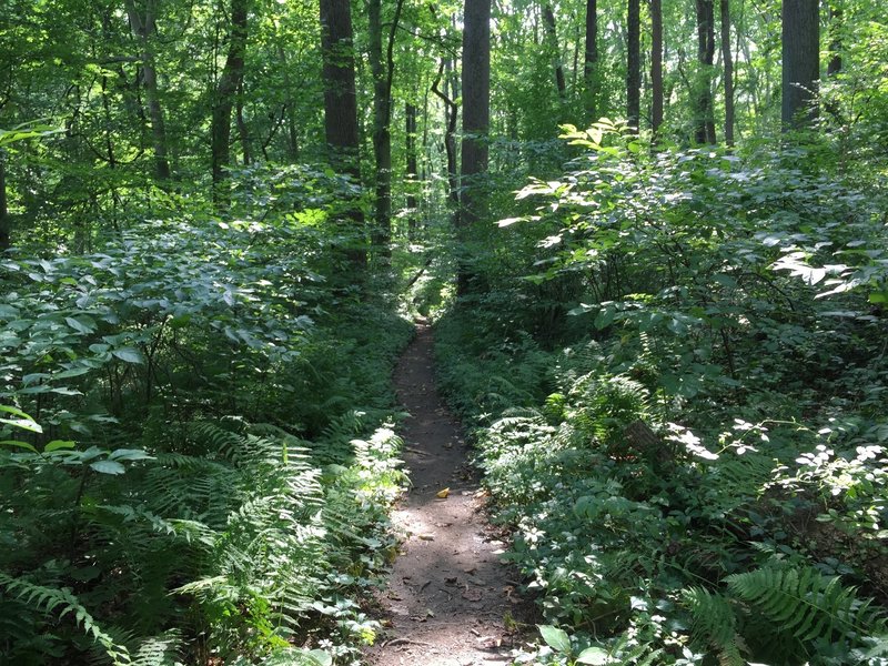 The Orange Trail makes a brief transition of ferns with symmetrical trees as the path trails off.