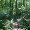 The Orange Trail makes a brief transition of ferns with symmetrical trees as the path trails off.