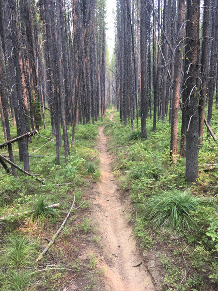 Easy running between the Lodgepole pines on the Klip Creek Trail.