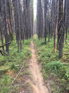 Easy running between the Lodgepole pines on the Klip Creek Trail.