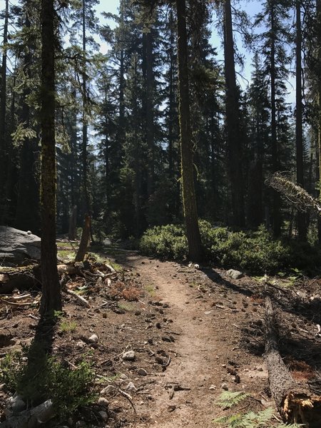 Sugar Lake Trail in Russian Wilderness