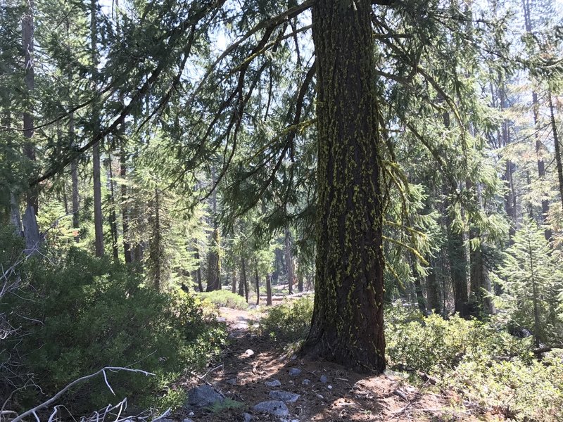 Sugar Lake Trail in Russian Wilderness