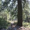 Sugar Lake Trail in Russian Wilderness