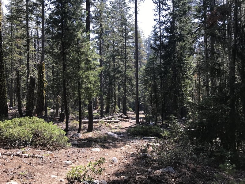 Sugar Lake Trail in Russian Wilderness