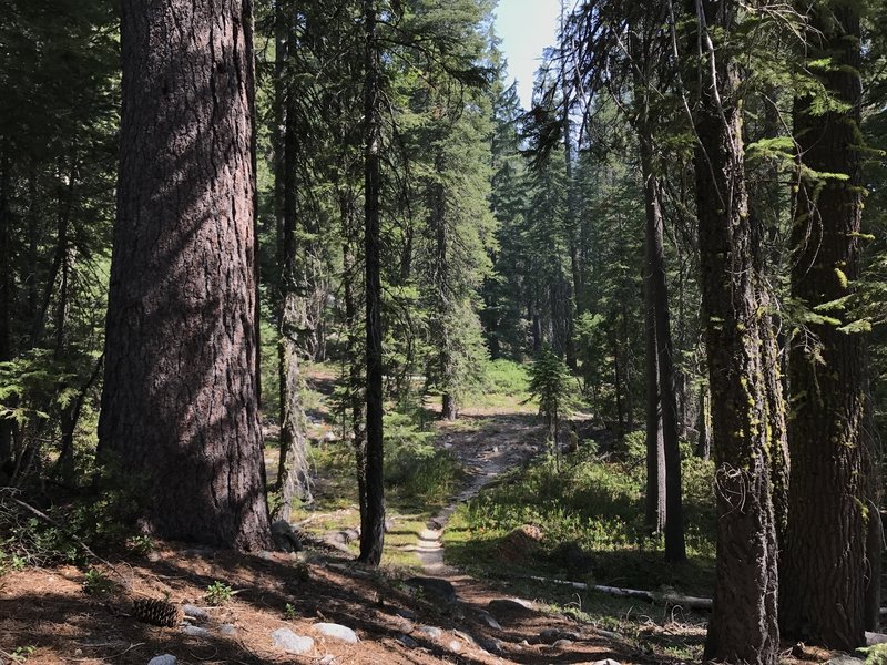 Sugar Lake Trail in Russian Wilderness