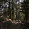 Brewer's spruce on Sugar Lake Trail in Russian Wilderness