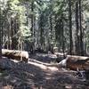 Sugar Lake Trail in Russian Wilderness.