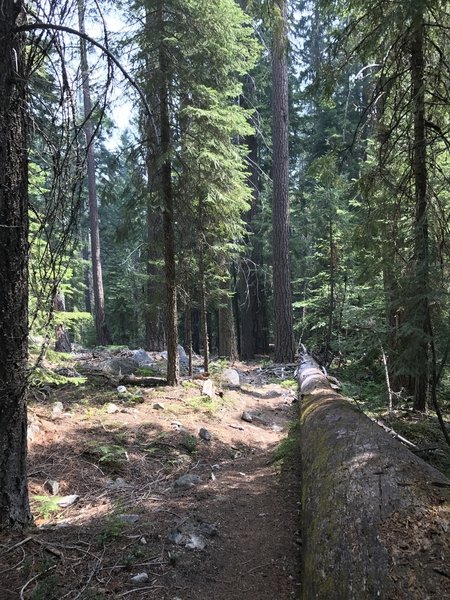 Sugar Lake Trail in Russian Wilderness