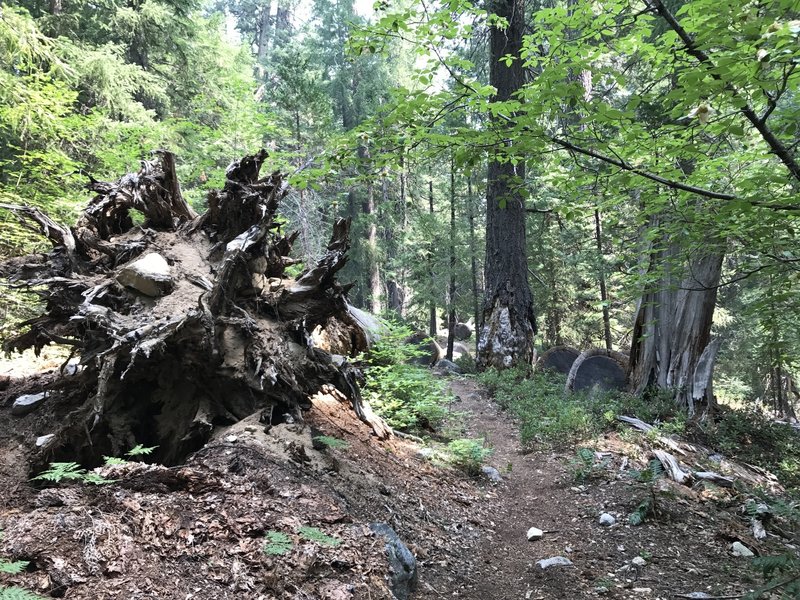 Sugar Lake Trail in Russian Wilderness