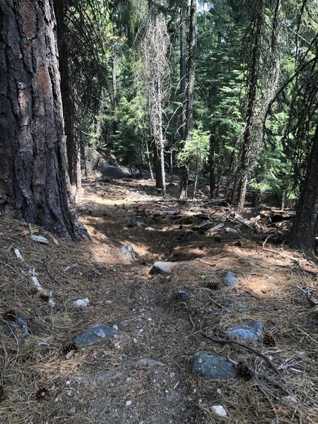 Loose soil on Sugar Lake Trail in Russian Wilderness