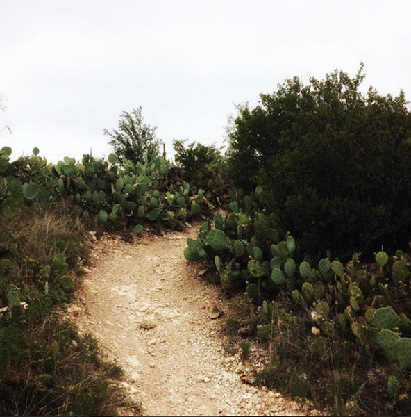 Prickly pear along the trail.