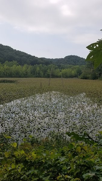 Looking across the lake.