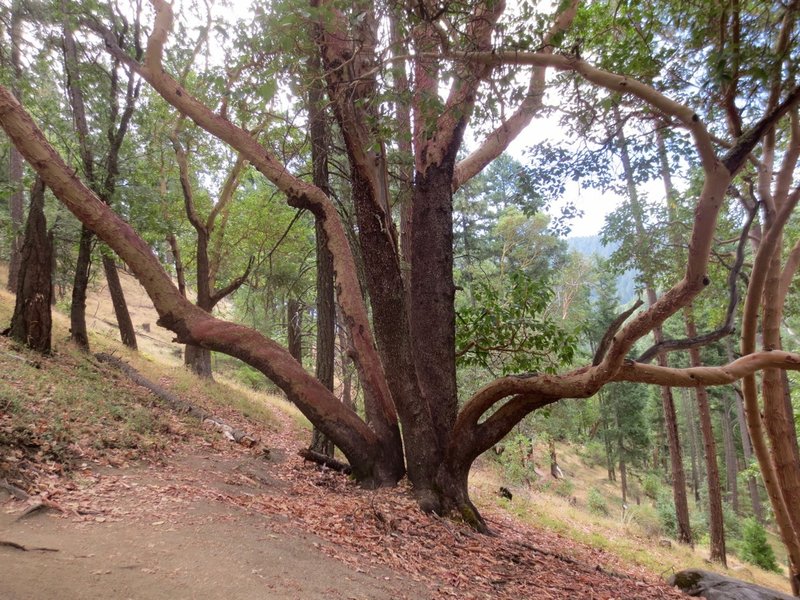 The distinctive Madrone, common throughout the Ashland trail system especially on south-facing slopes.