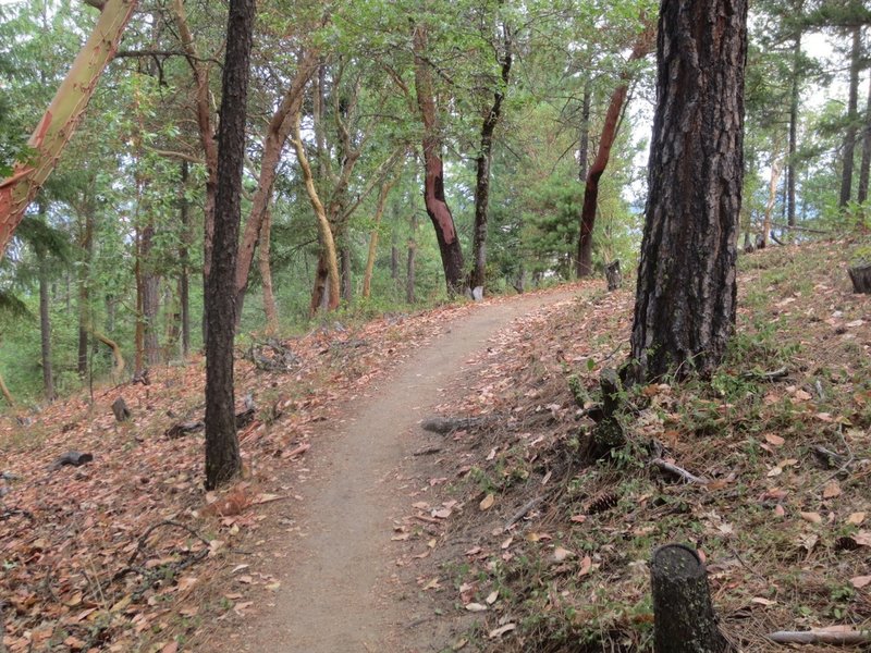 Bandersnatch flattens out near a ridge under a mixed canopy of pines and madrones.