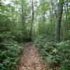 Junction of Wiccopee Trail and School Mountain Road Trail.