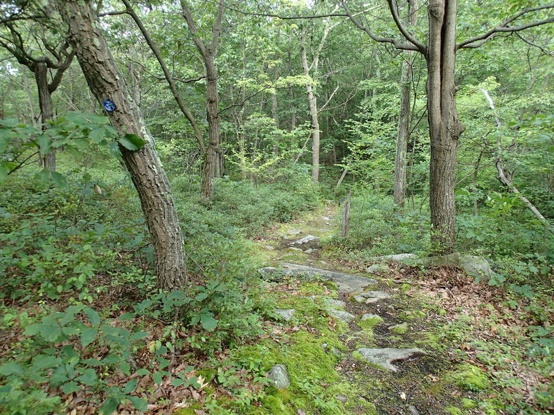 Moss, trees, and rocks along the Wiccopee Trail.