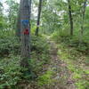 End of the Wiccopee Trail and start of the Charcoal Burner Trail.