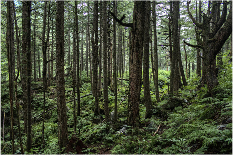 Rainforest around the Mt. Roberts Trail.