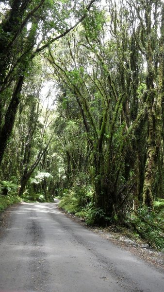 Fox Glacier Moraine Walk.