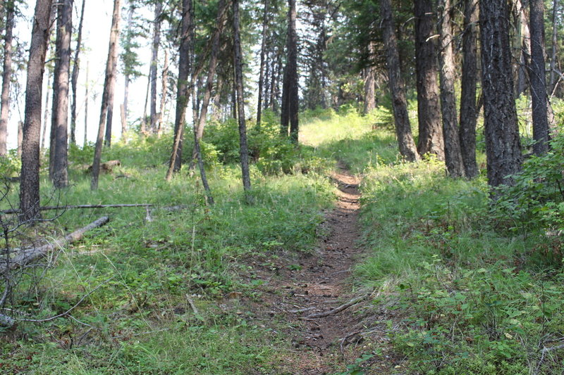 Some of the great singletrack toward the end of Timber Mountain Trail.