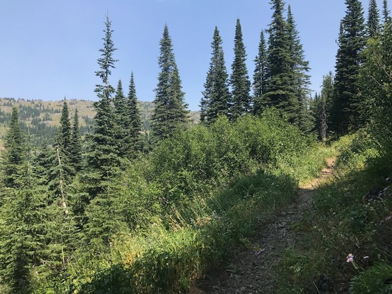 Trail #51, headed towards the ridge.