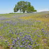 Spring wildflower bloom at Table Mountain.