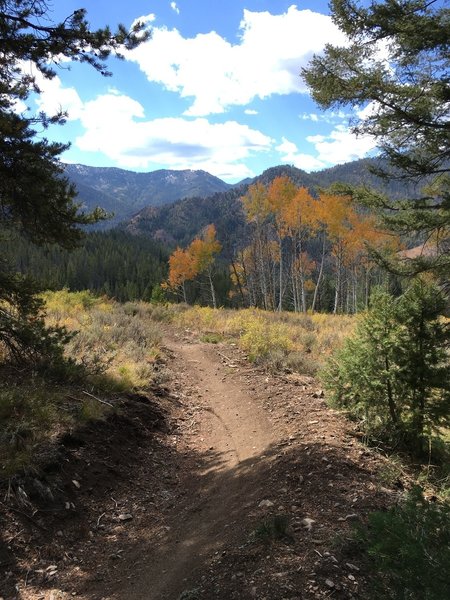 A nice section of smooth trail headed into the clearing.