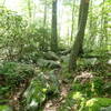 Rocky southern section of Charcoal Burner Trail