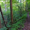 Shady singletrack.