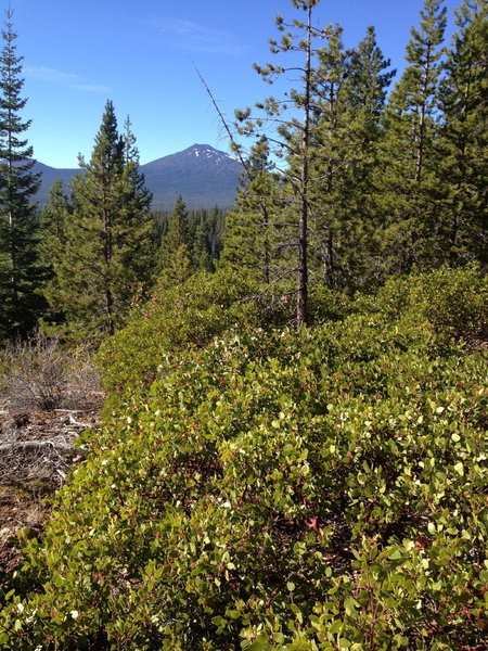 The lonely Mt Bachelor