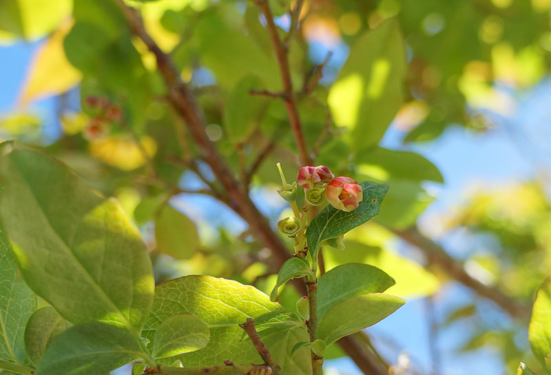 Flowering tree on trail